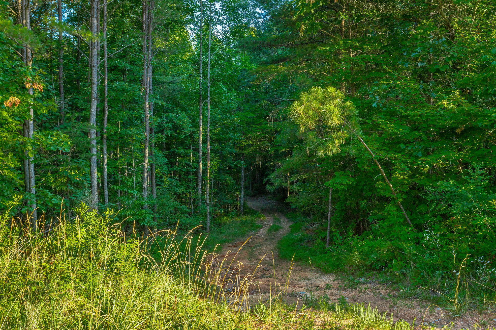 0 Moonlight Lane, Unit JF426 Jasper, TN 37347 - Photo 56 of 98 0 Moonlight Lane, Lot JF426 HD-55