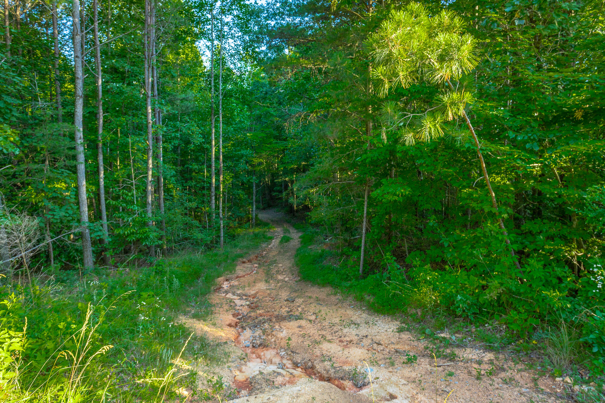 0 Moonlight Lane, Unit JF426 Jasper, TN 37347 - Photo 57 of 98 0 Moonlight Lane, Lot JF426 HD-56