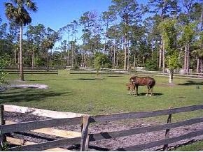 4225 Bobbie Malabar, FL 32950 - Photo 4 of 5 a view of a park