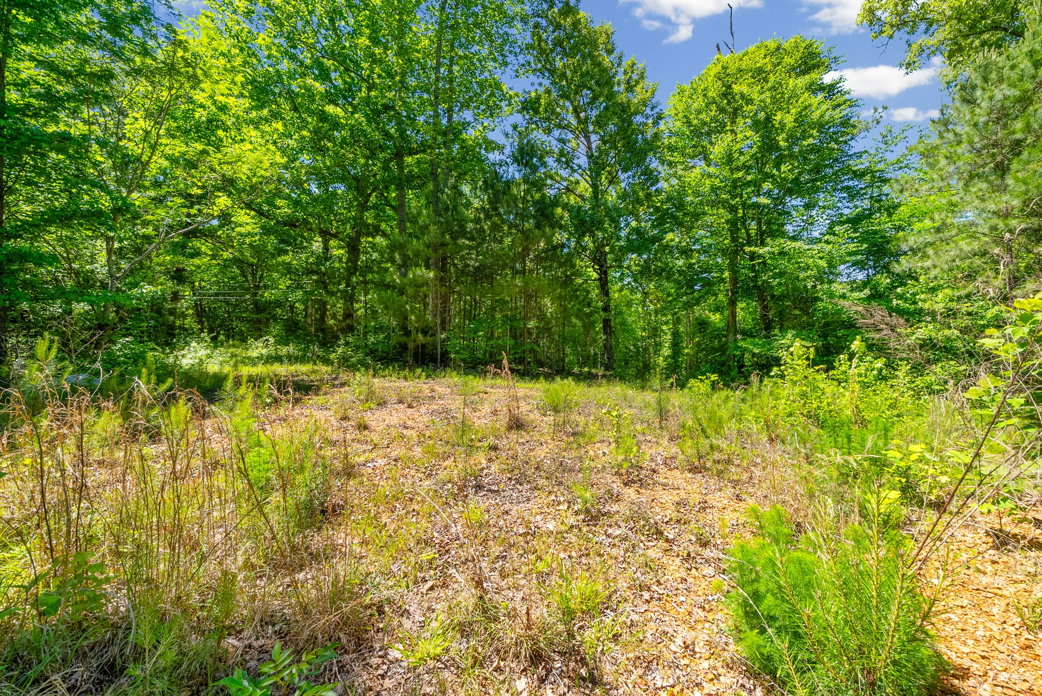 1530 Spring Hill Road Paris, TN 38242 - Photo 8 of 20