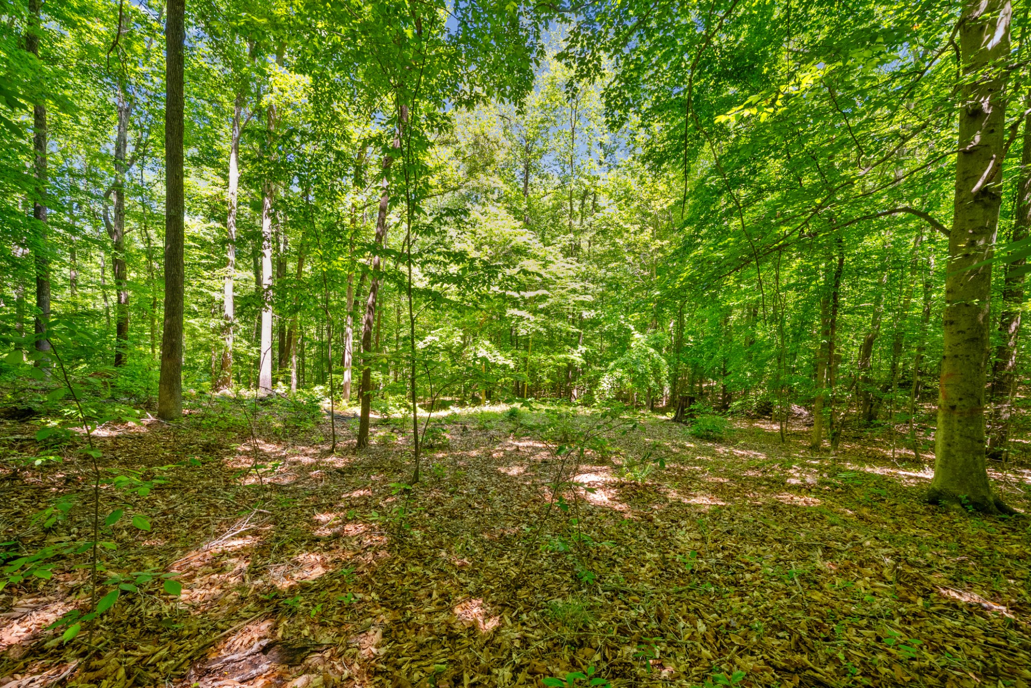 1530 Spring Hill Road Paris, TN 38242 - Photo 9 of 20