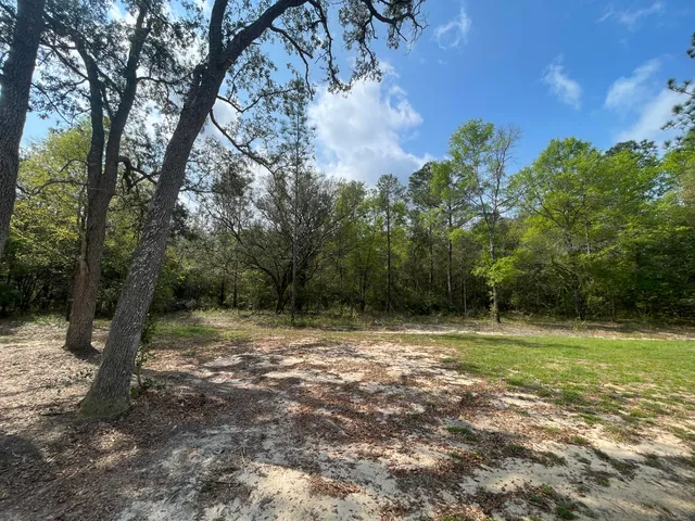 a view of a yard with trees