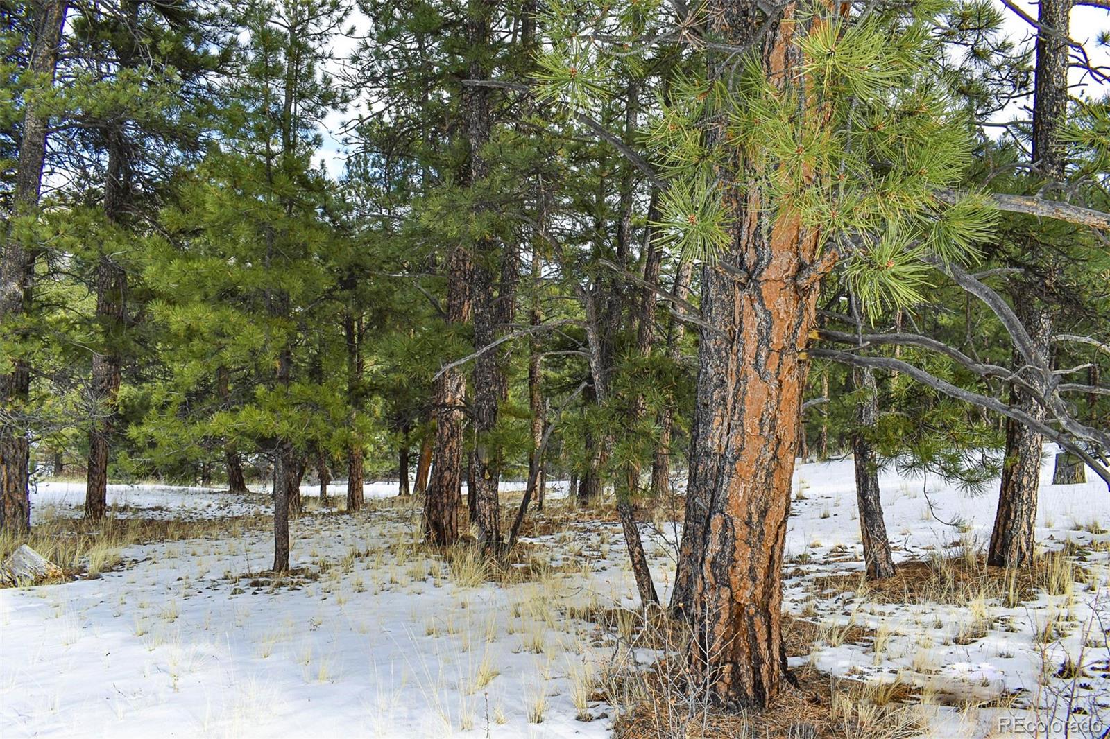 30 Wagonwheel Road Guffey, CO 80820 - Photo 12 of 26 Gallery Image 12