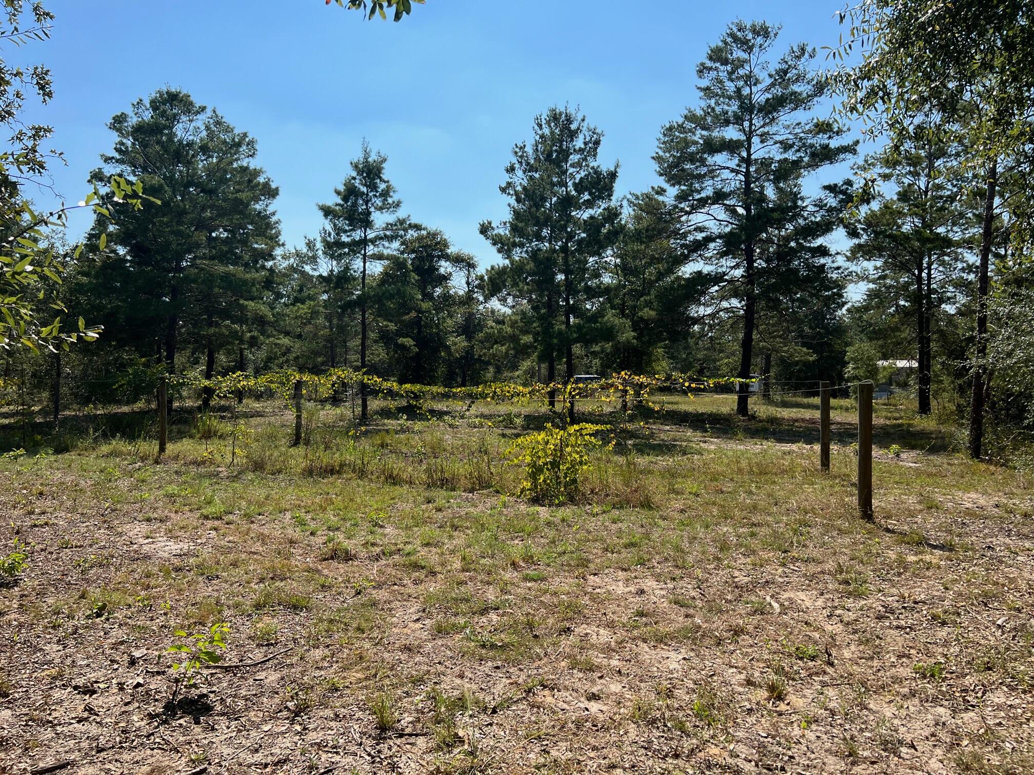 Lot 17 West Ralphael Road DeFuniak Springs, FL 32433 - Photo 2 of 11 IMG_6254