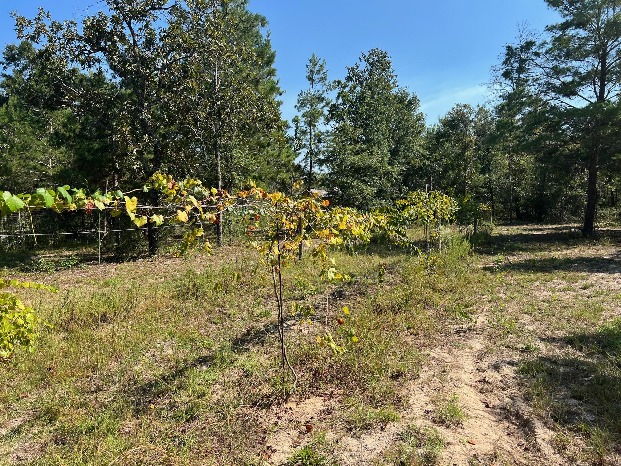 Lot 17 West Ralphael Road DeFuniak Springs, FL 32433 - Photo 6 of 11 IMG_6256