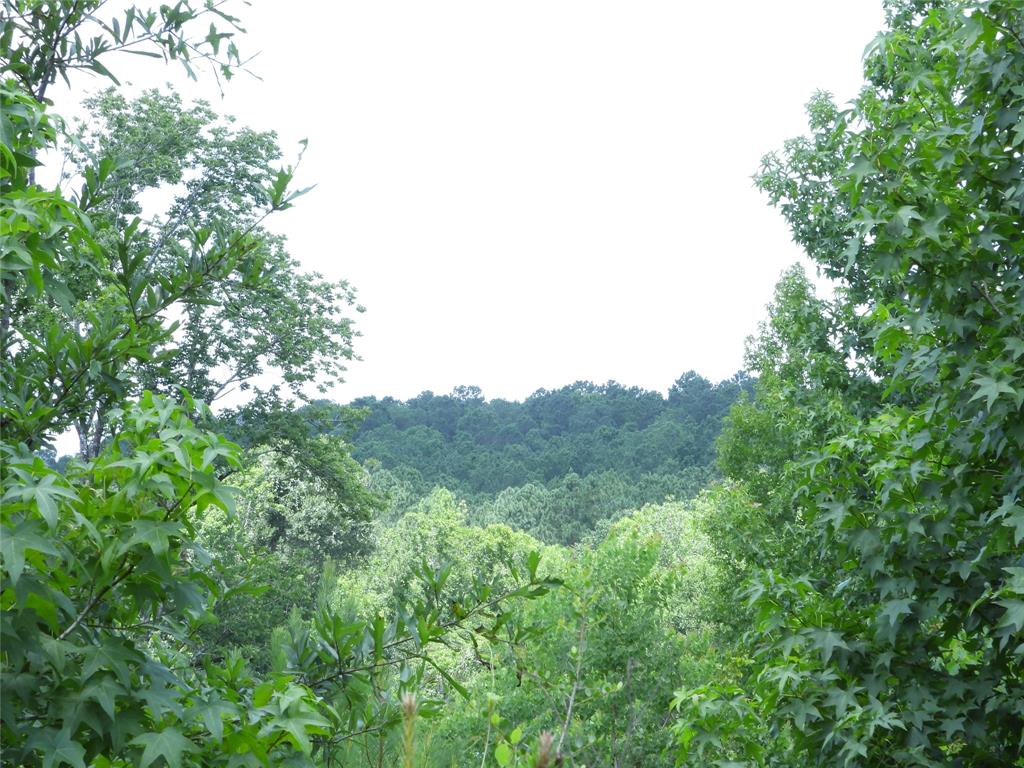 a view of a mountain in the distance in a forest