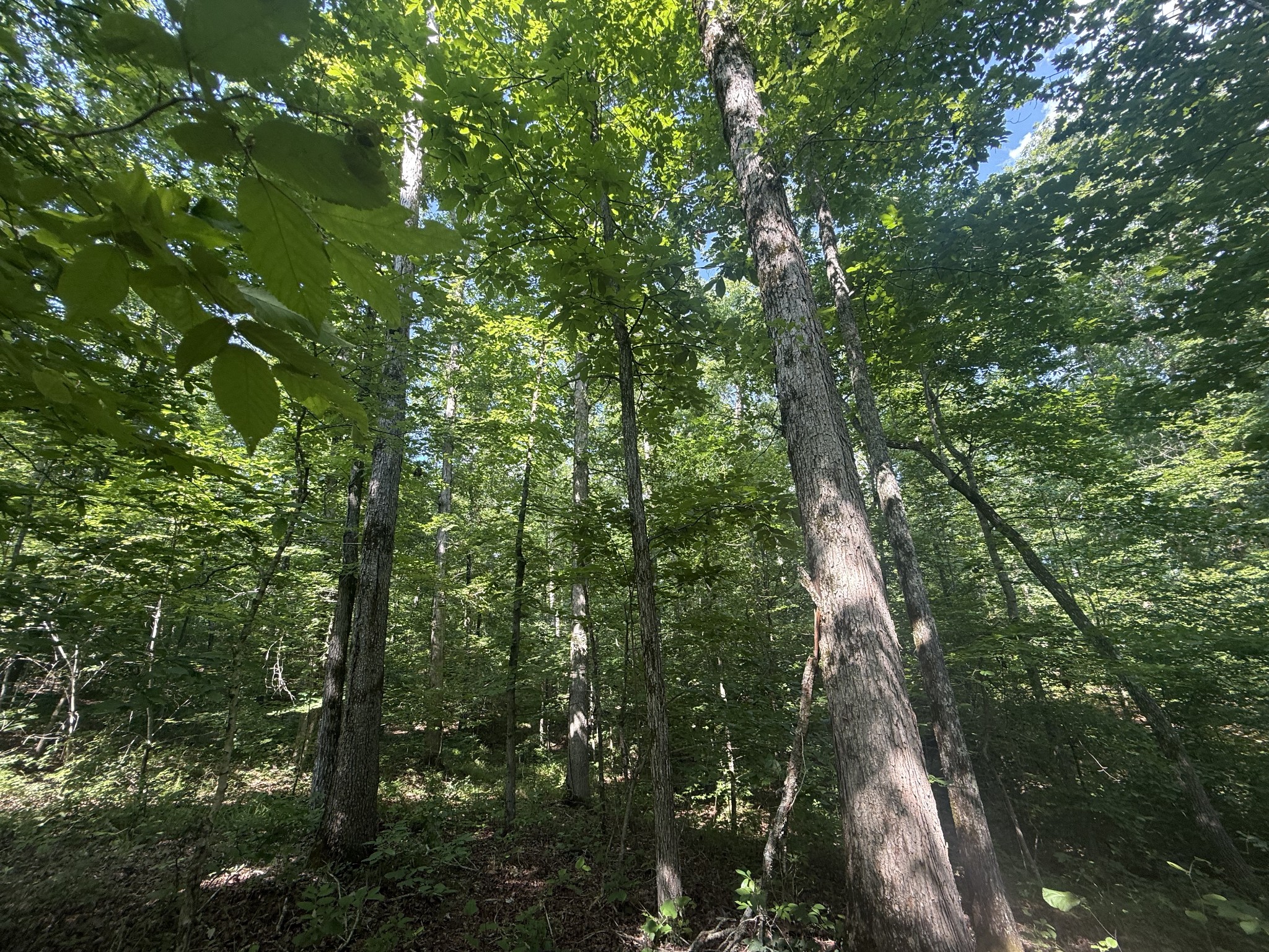 0 Toll Hollow Road Waynesboro, TN 38485 - Photo 16 of 43