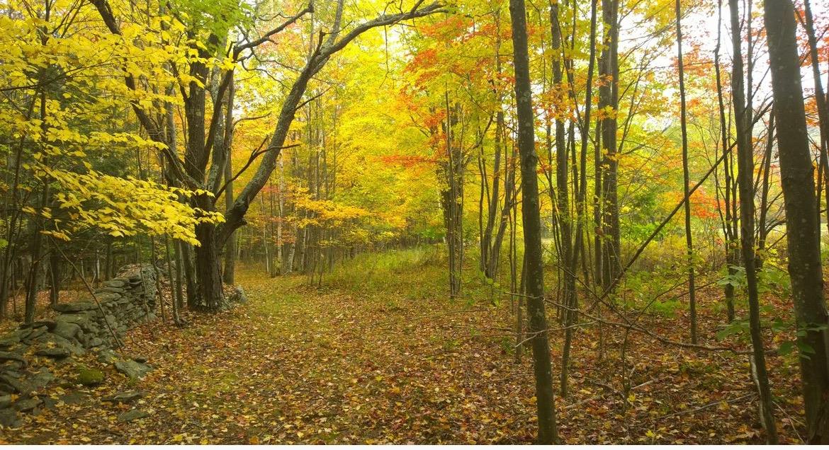 639 Wood Road Fleischmanns, NY 12430 - Photo 38 of 44