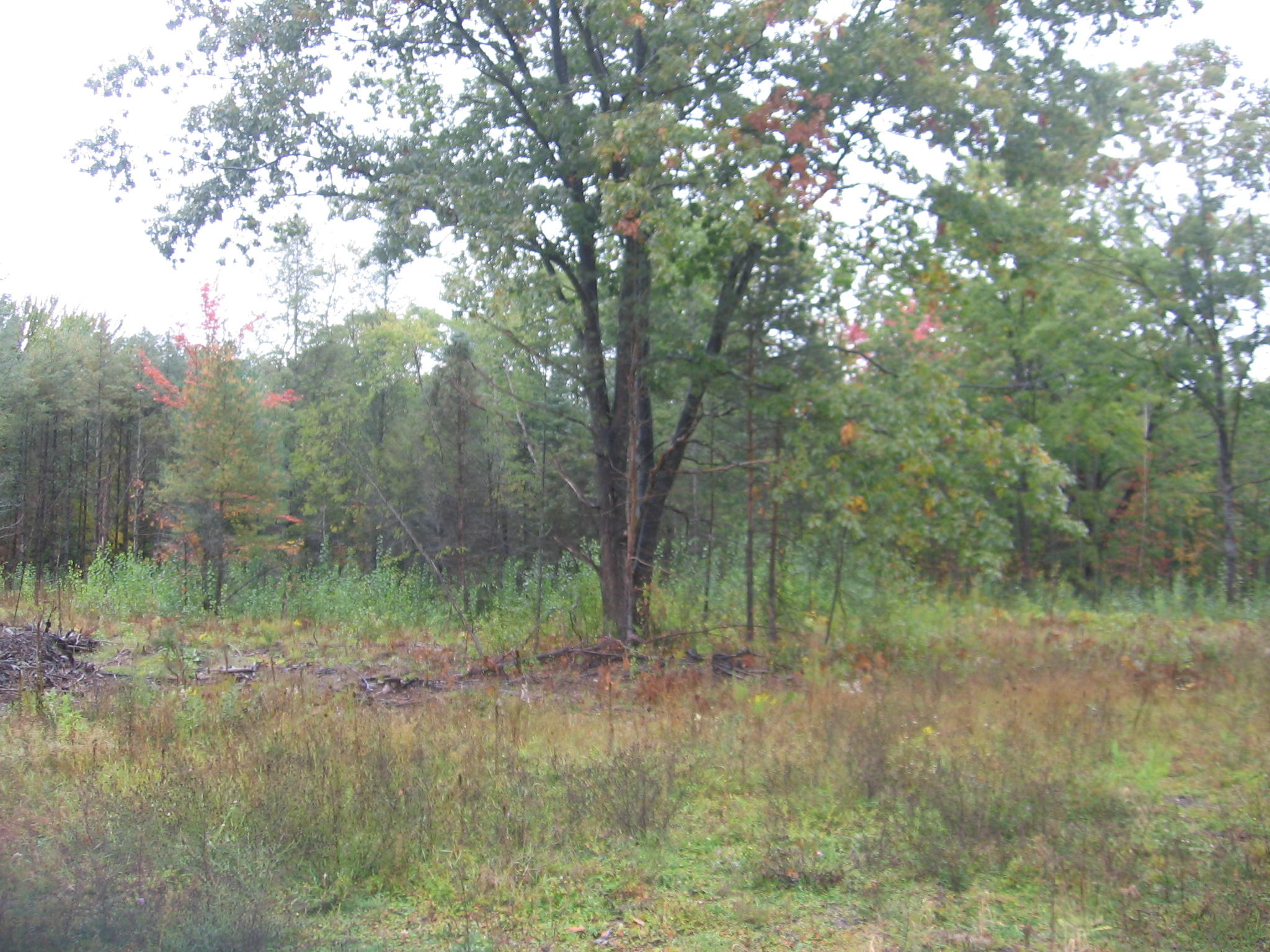 Nhn Hansen Road Lincoln, MI 48742 - Photo 3 of 6 Gallery Image 3