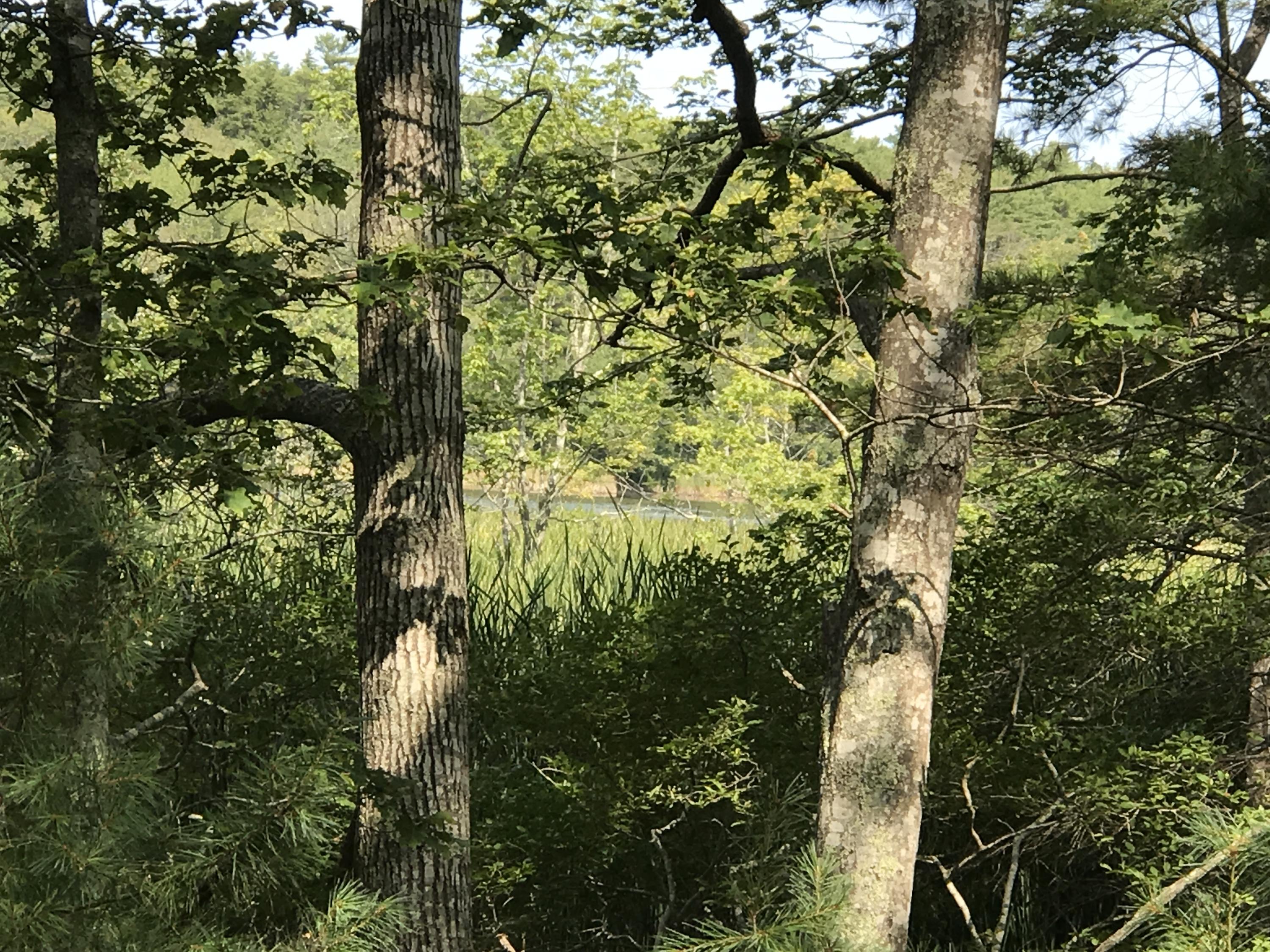 0 Long Point Road Harpswell, ME 04079 - Photo 1 of 19 Whittemore #5