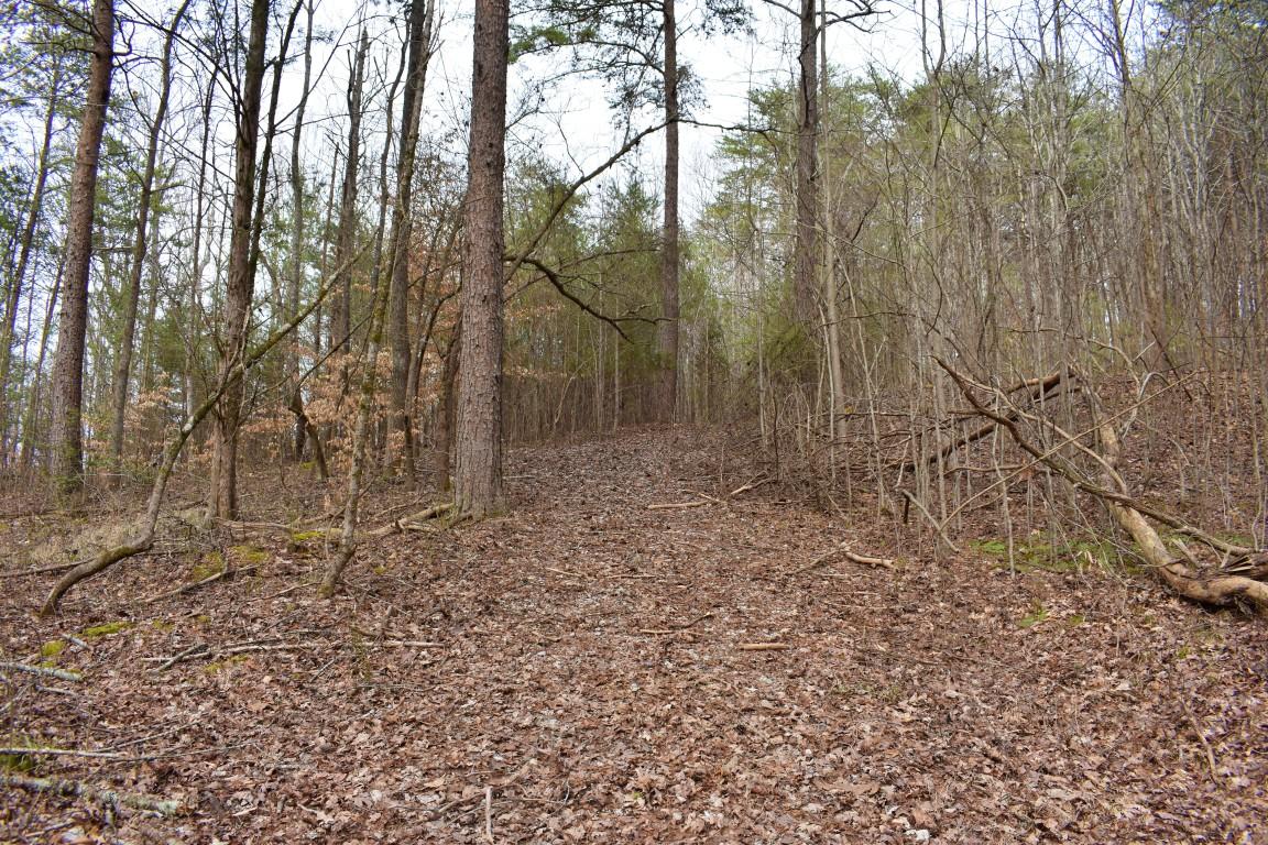 23.4-acres Toestring Valley Road, Unit 23 4 ACRES Spring City, TN 37381 - Photo 23 of 52 DSC_0010 (Medium)