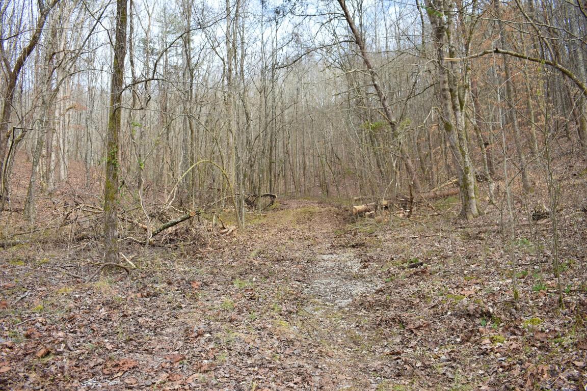 23.4-acres Toestring Valley Road, Unit 23 4 ACRES Spring City, TN 37381 - Photo 38 of 52 DSC_0052 (Medium)