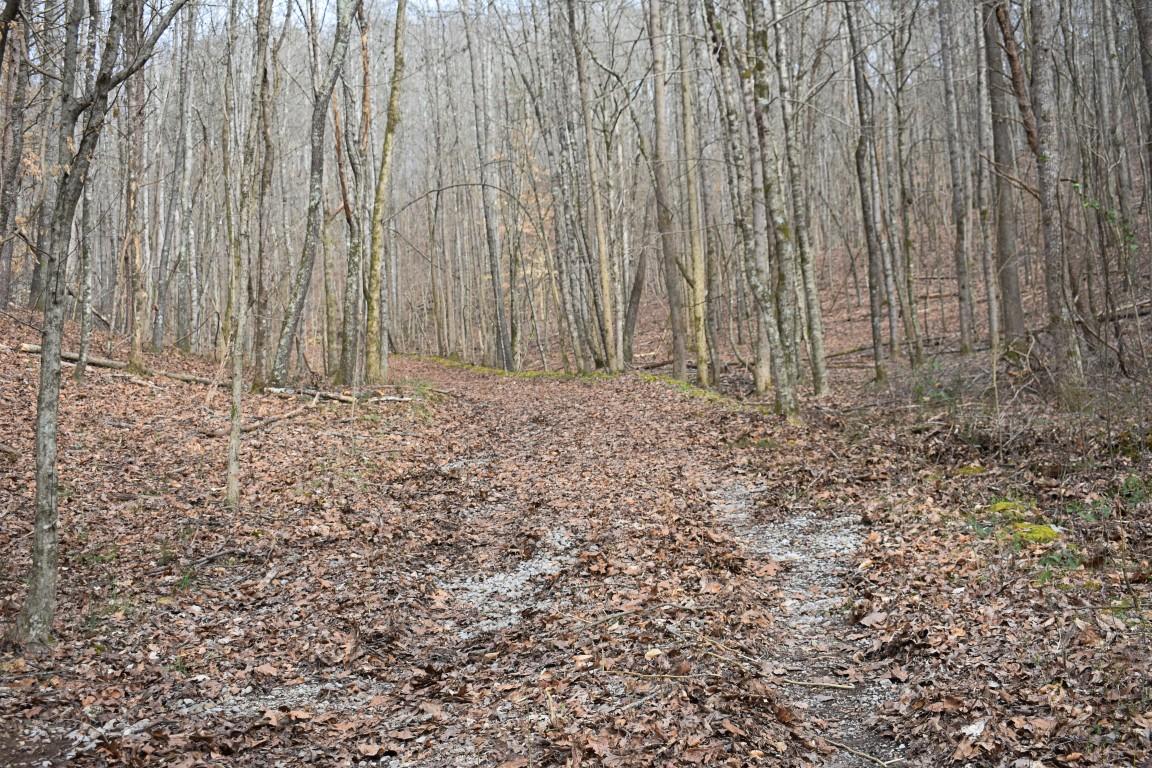23.4-acres Toestring Valley Road, Unit 23 4 ACRES Spring City, TN 37381 - Photo 40 of 52 DSC_0054 (Medium)