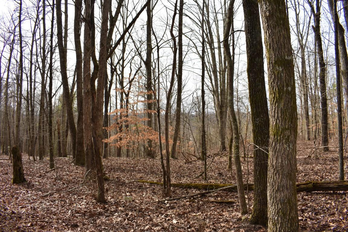 23.4-acres Toestring Valley Road, Unit 23 4 ACRES Spring City, TN 37381 - Photo 49 of 52 DSC_0069 (Medium)