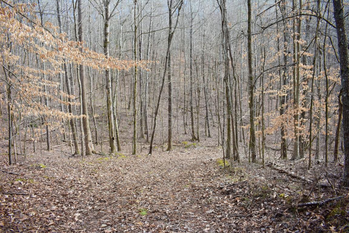 23.4-acres Toestring Valley Road, Unit 23 4 ACRES Spring City, TN 37381 - Photo 51 of 52 DSC_0072 (Medium)