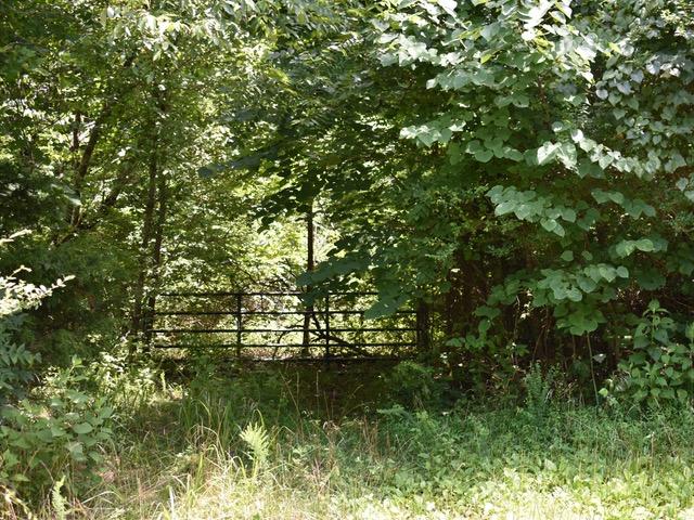 23.4-acres Toestring Valley Road, Unit 23 4 ACRES Spring City, TN 37381 - Photo 7 of 52 Toestring Valley2JPG