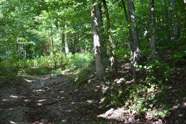 23.4-acres Toestring Valley Road, Unit 23 4 ACRES Spring City, TN 37381 - Photo 8 of 52 Toestring Valley3