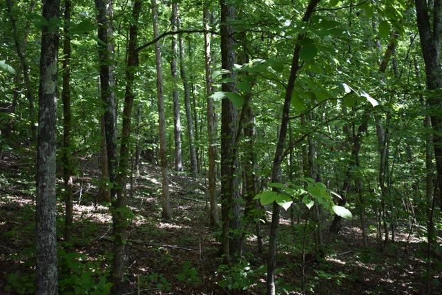 23.4-acres Toestring Valley Road, Unit 23 4 ACRES Spring City, TN 37381 - Photo 9 of 52 Toestring Valley4