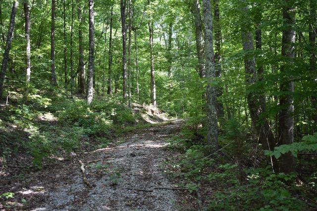 23.4-acres Toestring Valley Road, Unit 23 4 ACRES Spring City, TN 37381 - Photo 10 of 52 Toestring Valley5