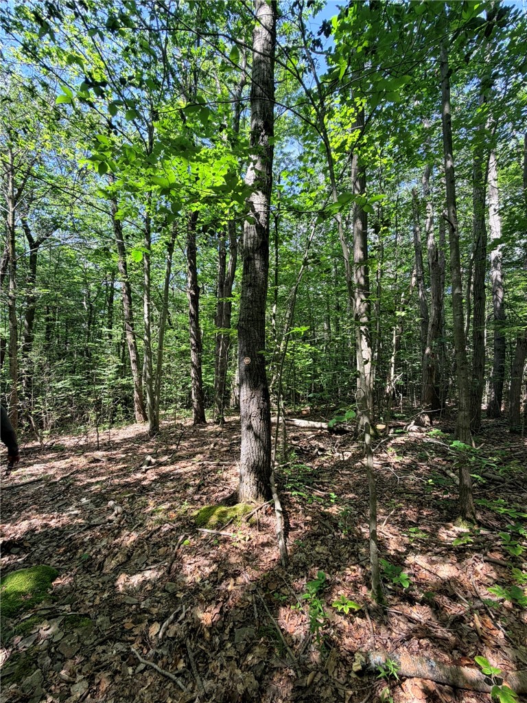 1667 Coon Hollow Road Orange, NY 14812 - Photo 36 of 41 Logging potential - oak, cherry, maple