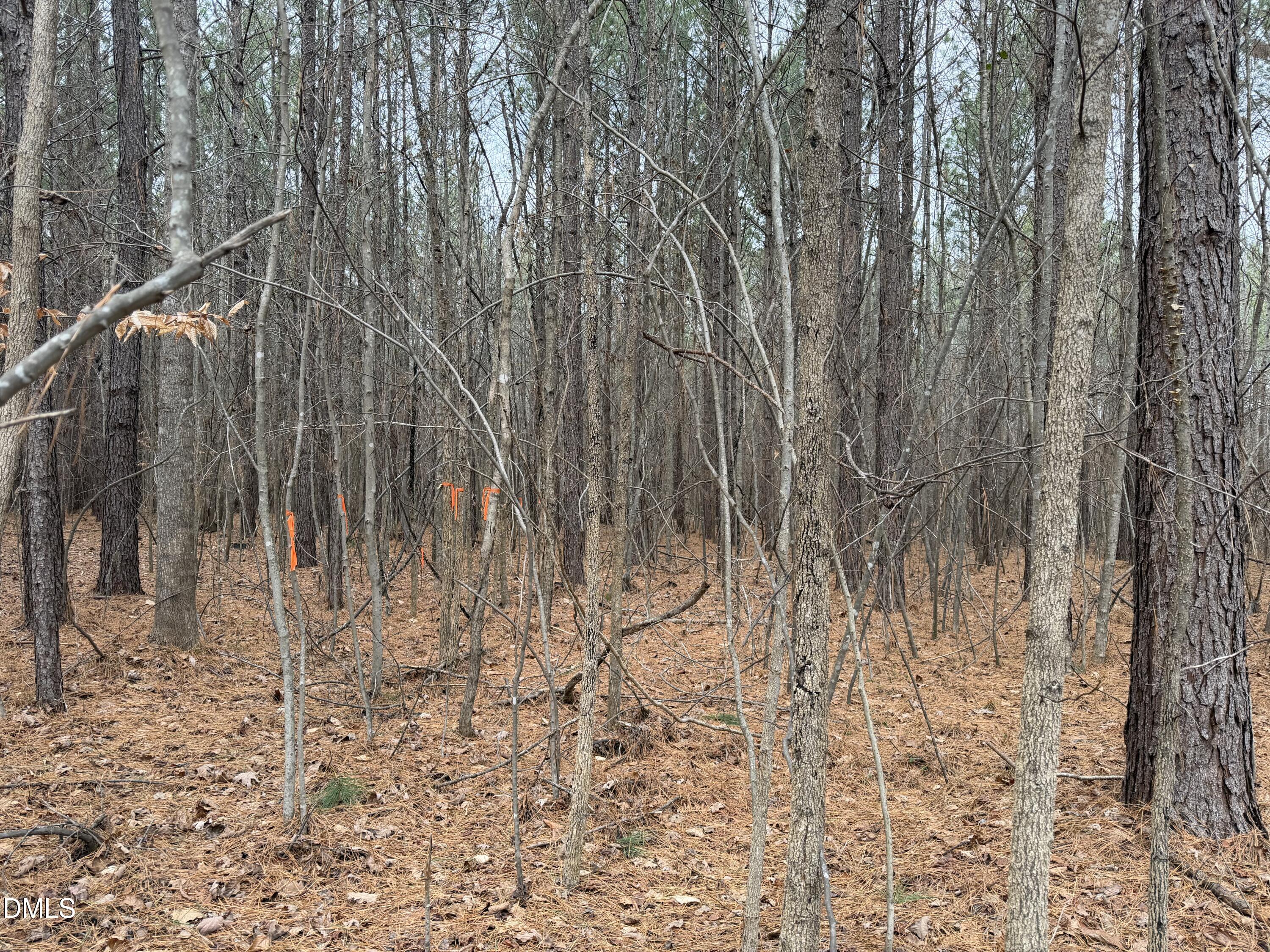 1652 Garrett Farm Road Stem, NC 27581 - Photo 2 of 6 Left side property line, orange flags