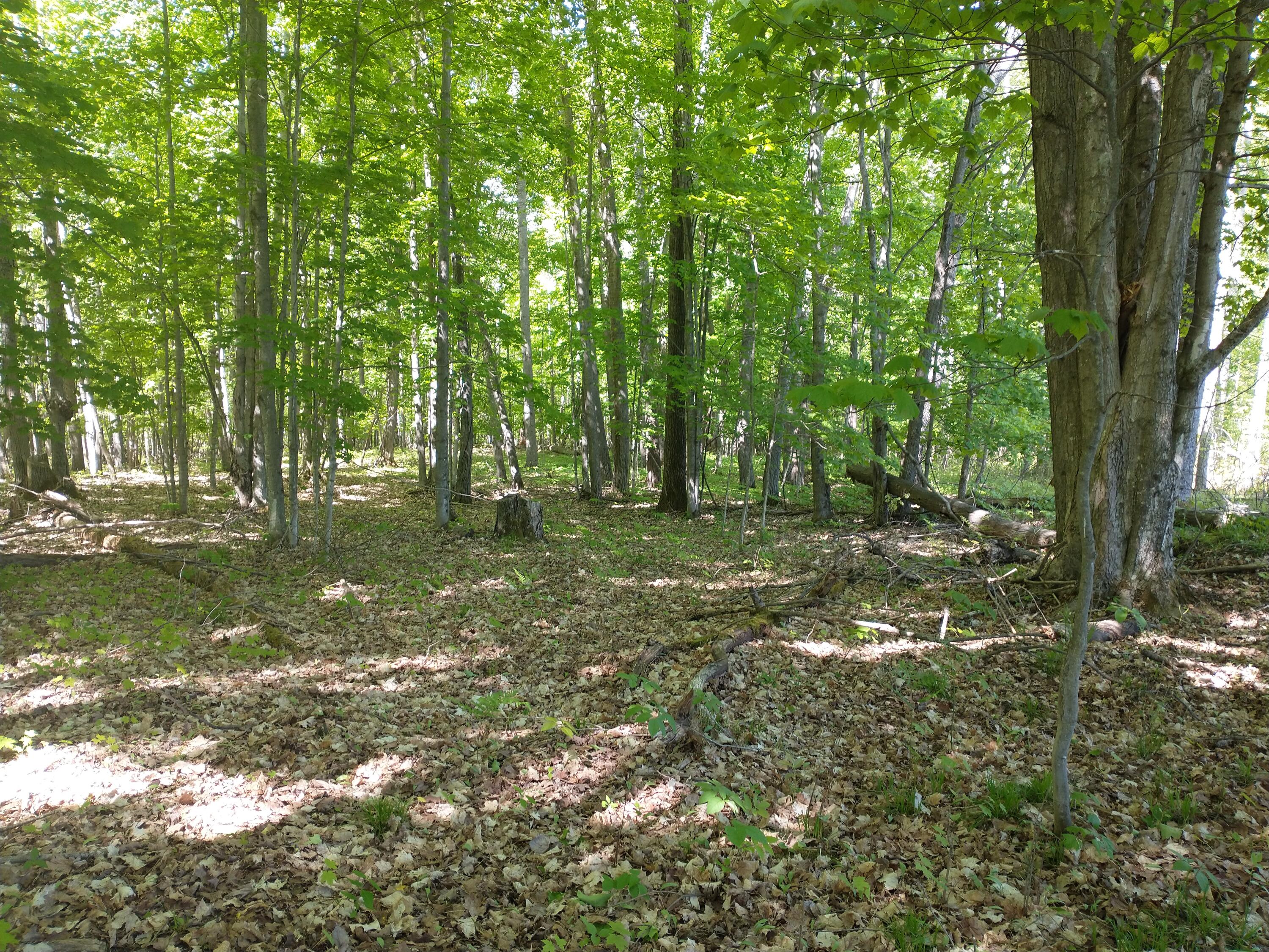 Tbd Ottawa Road Brutus, MI 49716 - Photo 12 of 21 Gallery Image 12