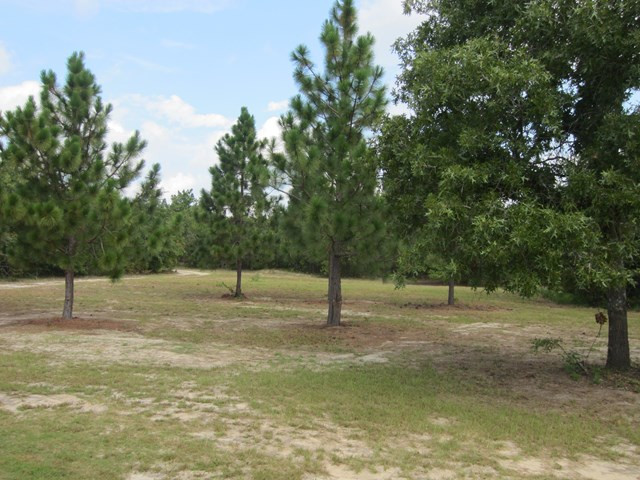 962 Kedron Church Road Aiken, SC 29805 - Photo 31 of 32