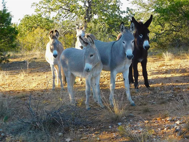 a view of a yard with an outdoor space