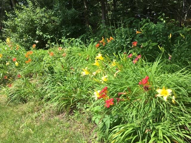 85 Beach Road Orleans, MA 02653 - Photo 22 of 26 a view of a flower in a garden
