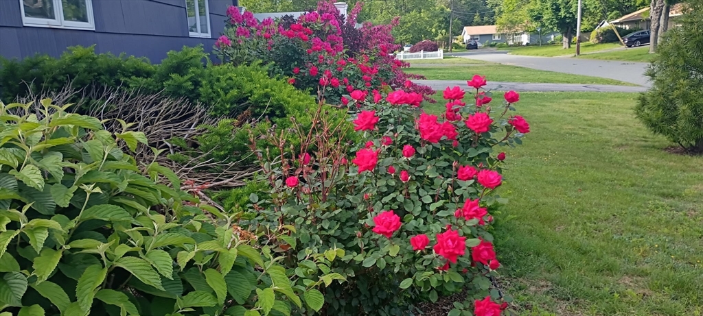 14 Ridgefield Drive Framingham, MA 01701 - Photo 35 of 37