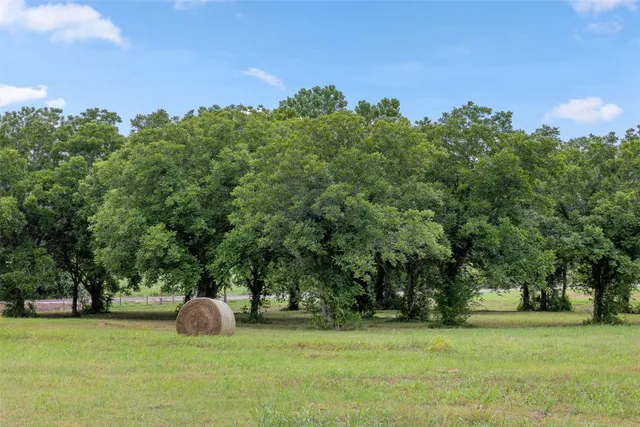 a view of a trees in a field