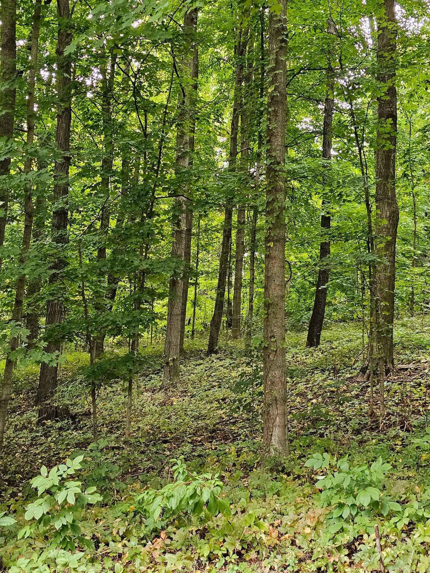 52110 Garrett Road Dowagiac, MI 49047 - Photo 54 of 70 IMG_6838
