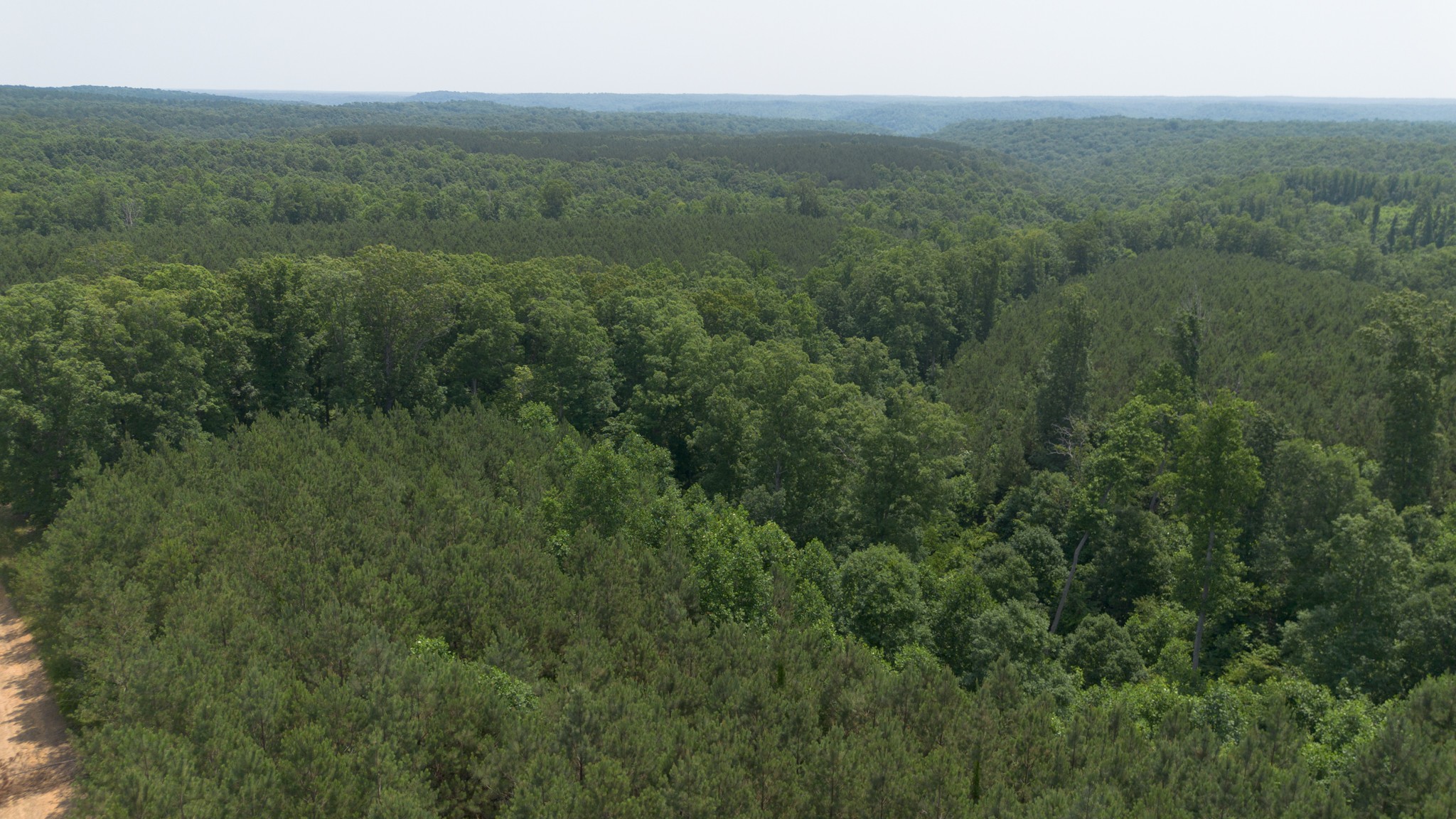 0 Copperas Branch Road Centerville, TN 37033 - Photo 13 of 20 a view of a lush green forest with trees and some trees
