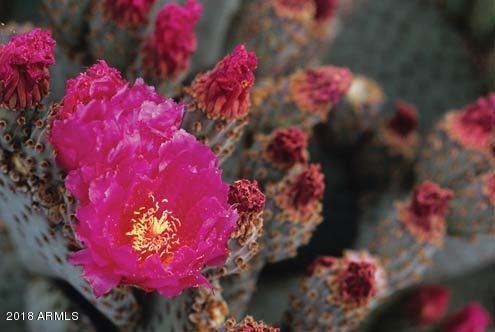 2907 South Lookout Ridge Gold Canyon, AZ 85118 - Photo 41 of 41 Sonoran Desert