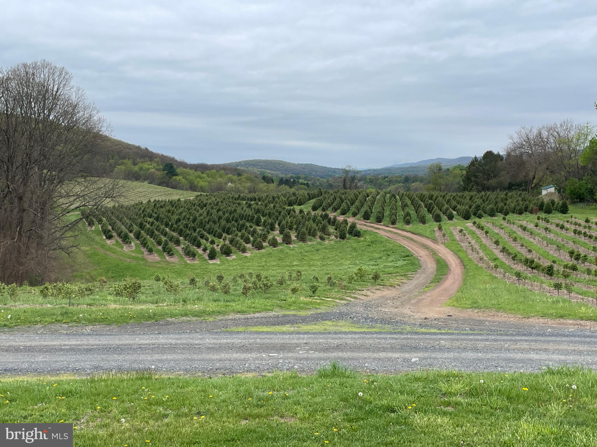 71 West 2nd Mountain Road Pottsville, PA 17901 - Photo 33 of 45 View of Mountains from the yard