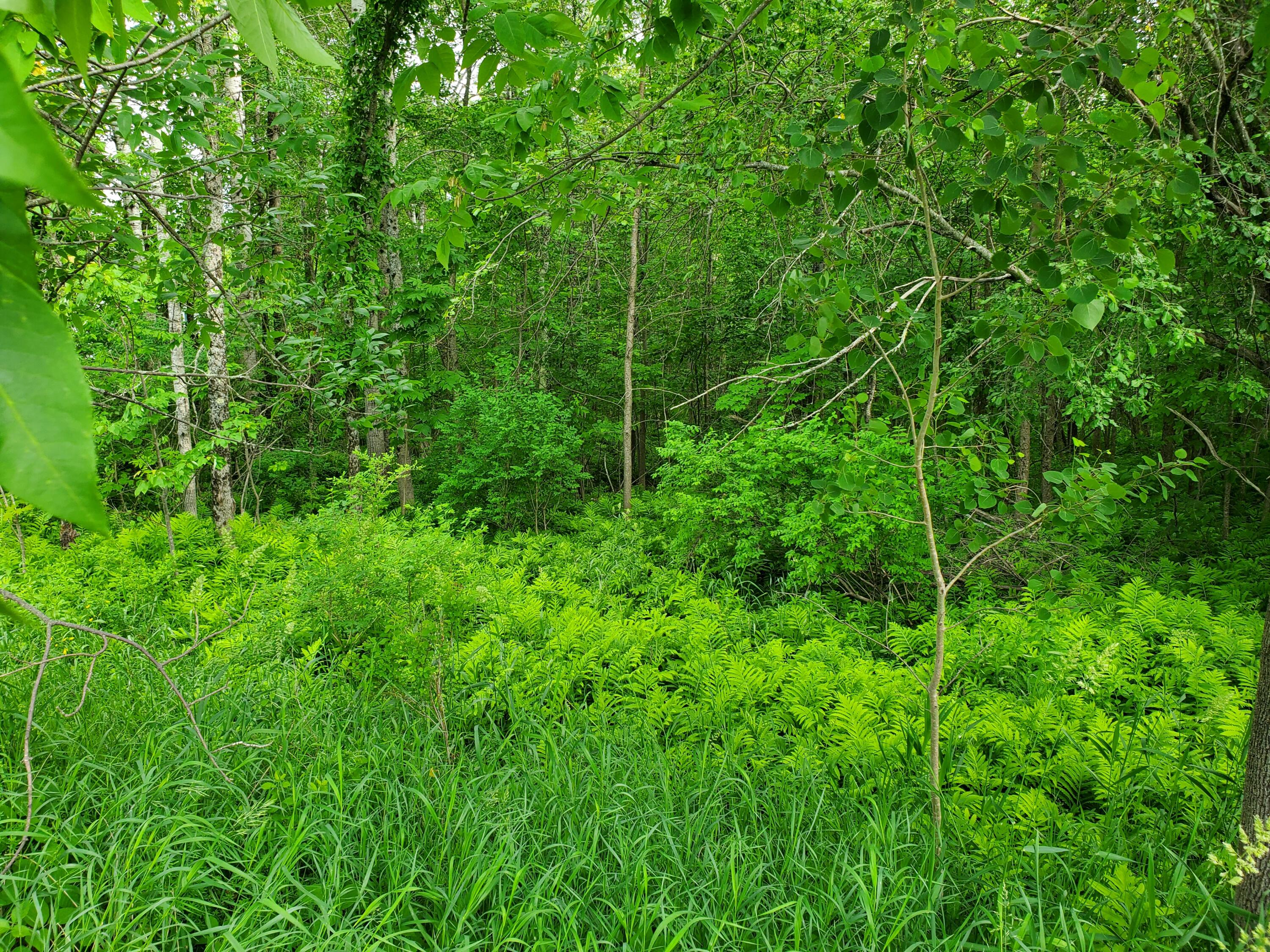 Lot 7-1 Higgins Road Pittsfield, ME 04967 - Photo 5 of 6 20220616_162143