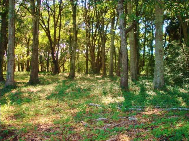 228 Oyster Factory Road Edisto Island, SC 29438 - Photo 1 of 10 Primary Photo