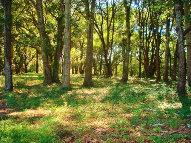 228 Oyster Factory Road Edisto Island, SC 29438 - Photo 4 of 10 Additional Photo