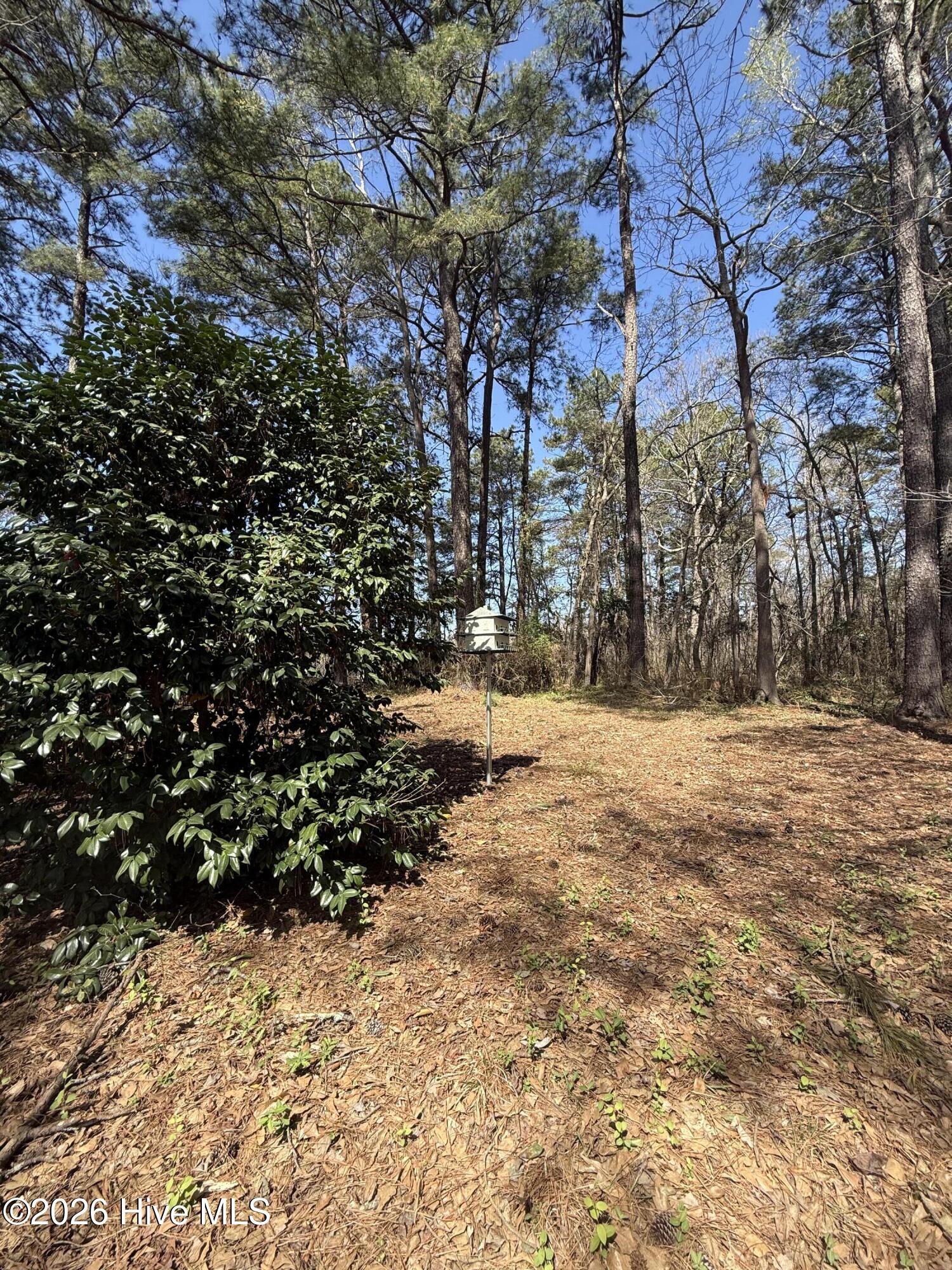 6484 Prison Camp Road Williamston, NC 27892 - Photo 11 of 56 Back Yard wooded area