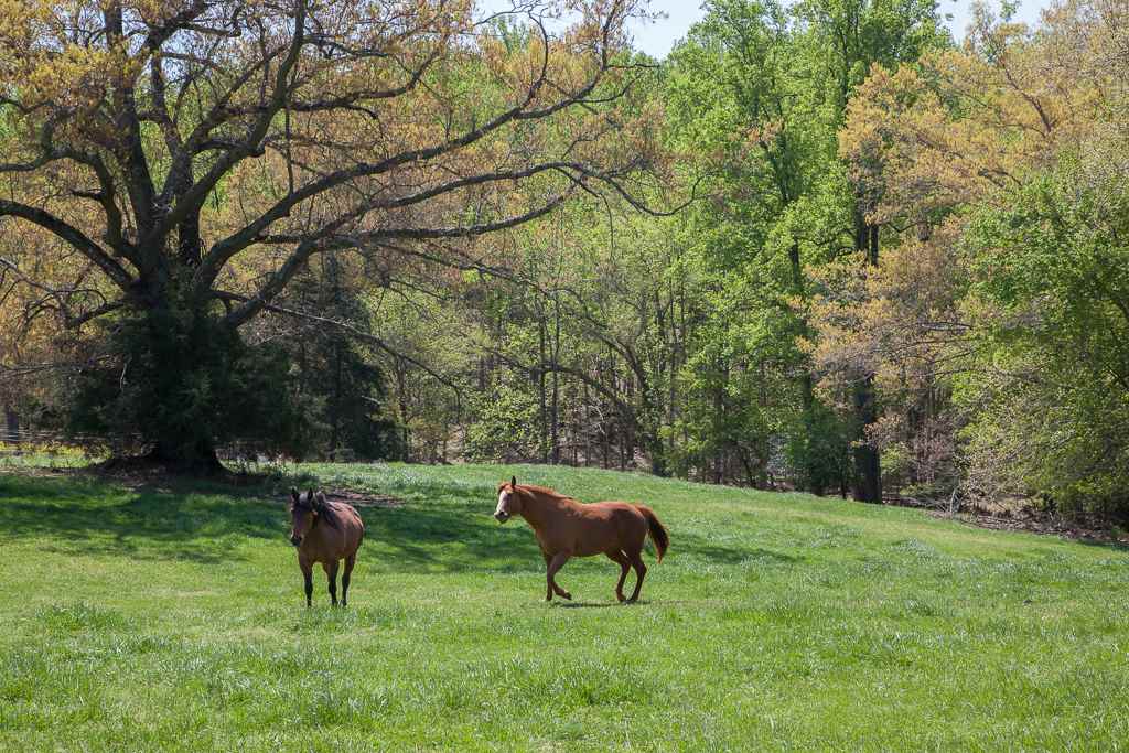 1191 Tilman Road Charlottesville, VA 22901 - Photo 42 of 42 Gallery Image 42