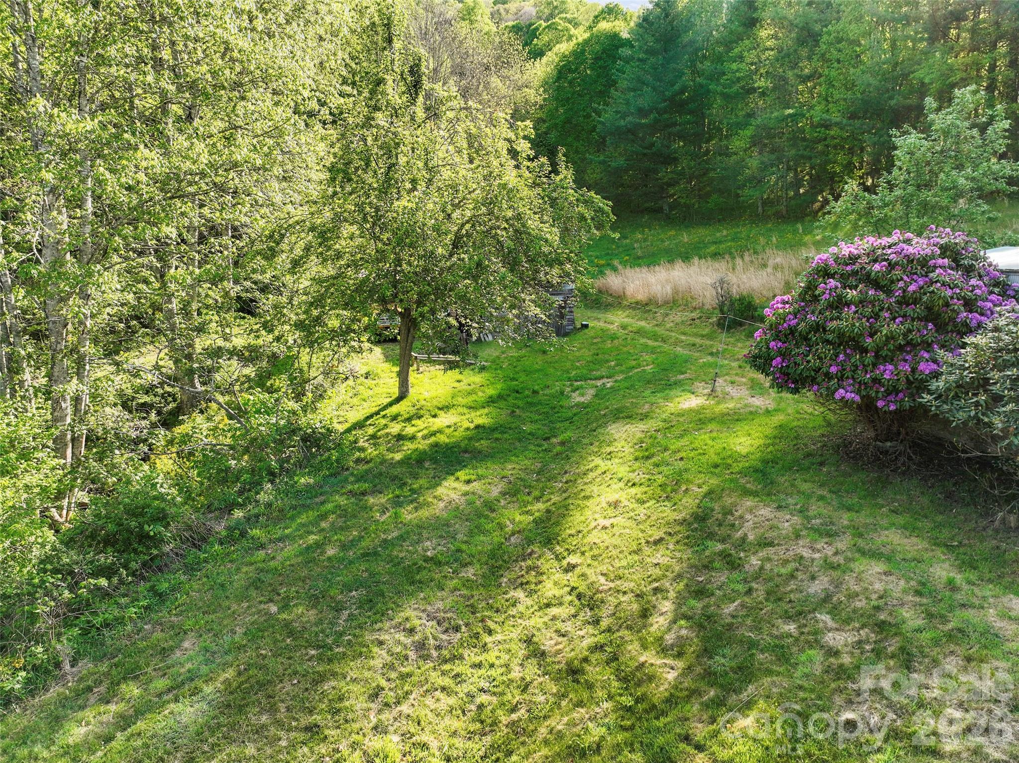 3454 Puncheon Fork Road Mars Hill, NC 28754 - Photo 11 of 18 a view of a garden with plants and large trees