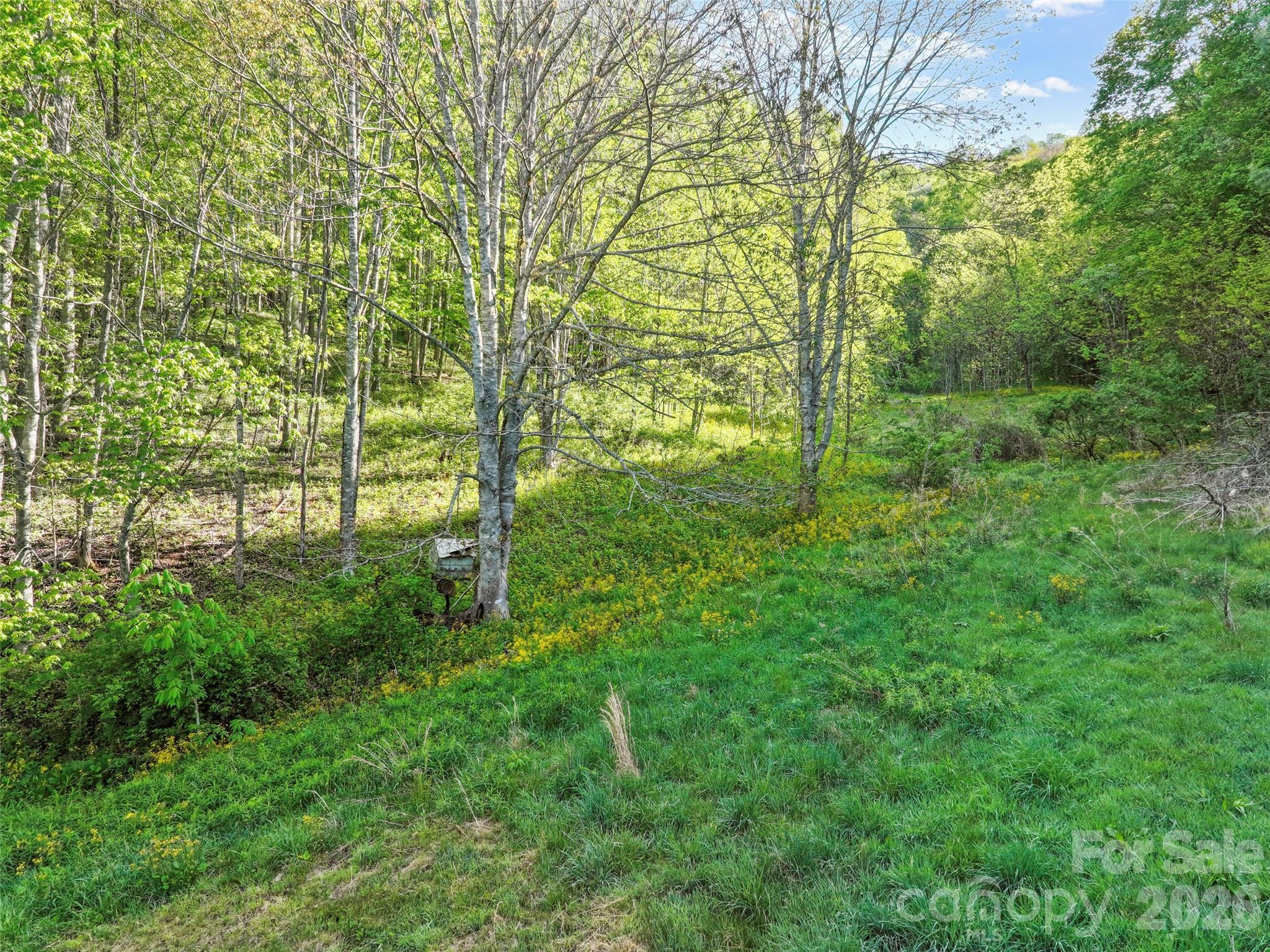 3454 Puncheon Fork Road Mars Hill, NC 28754 - Photo 14 of 18 a view of outdoor space and trees all around