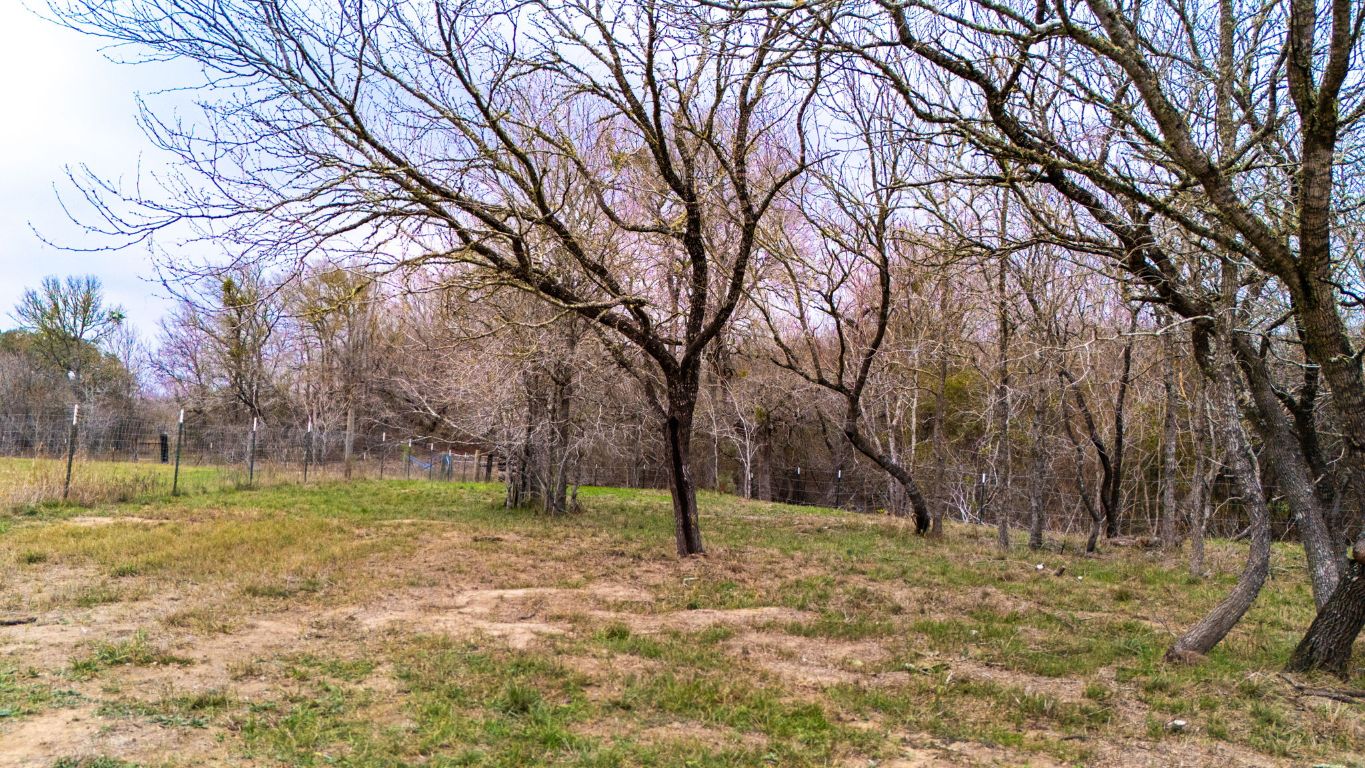 199 Sand Hill Road Dale, TX 78616 - Photo 17 of 18 a view of a tree in a yard
