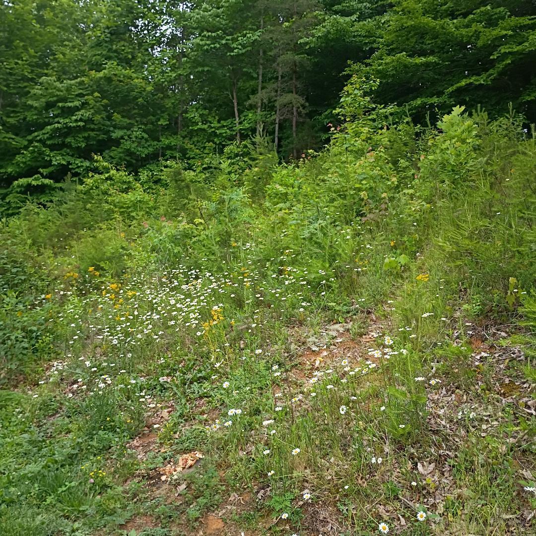 273 South Burke Road Monticello, KY 42633 - Photo 35 of 42 thumbnail 41