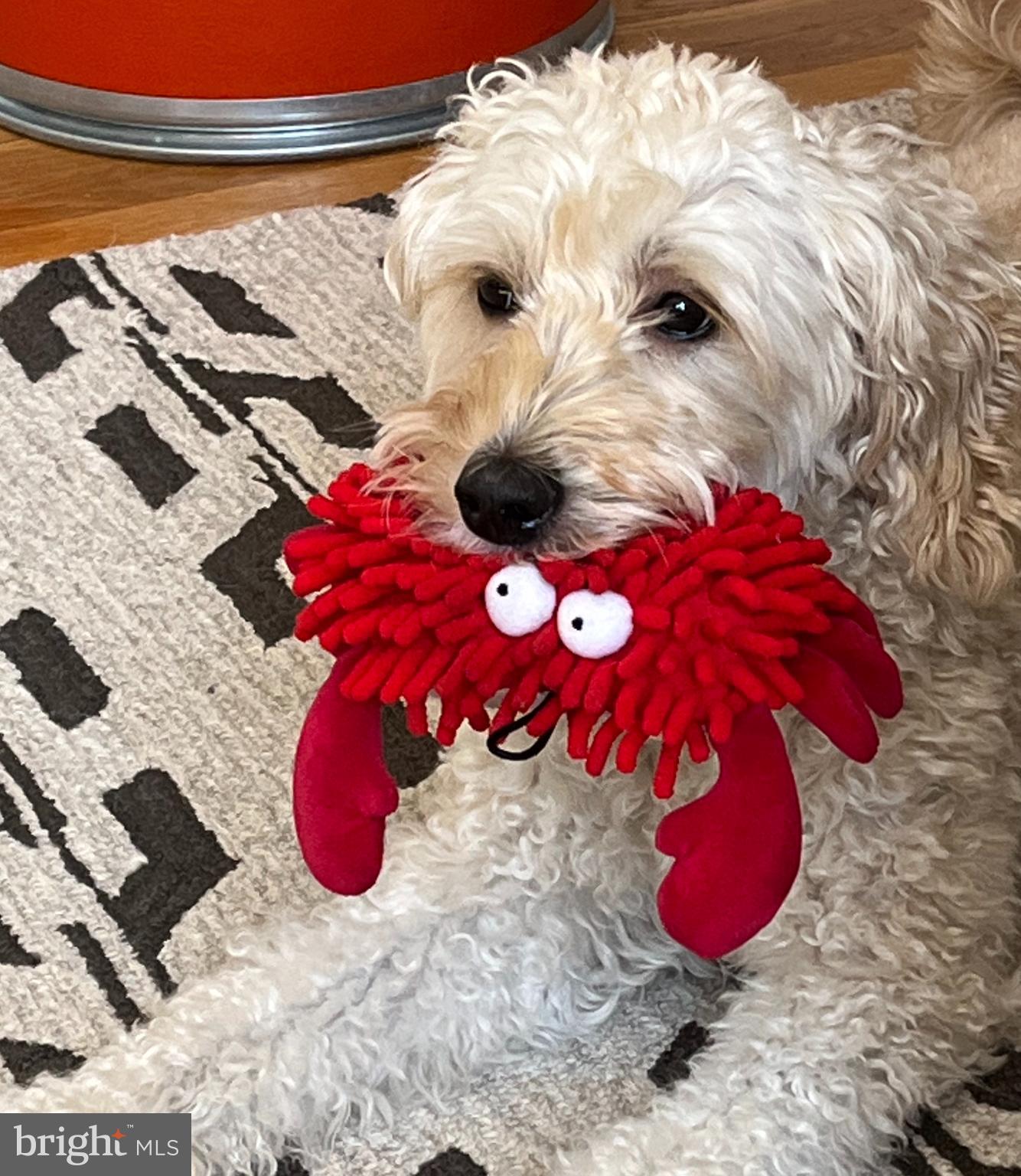 2707 Adams Mill Road Northwest, Unit 303 Washington, DC 20009 - Photo 23 of 27 a view of painting on a floor