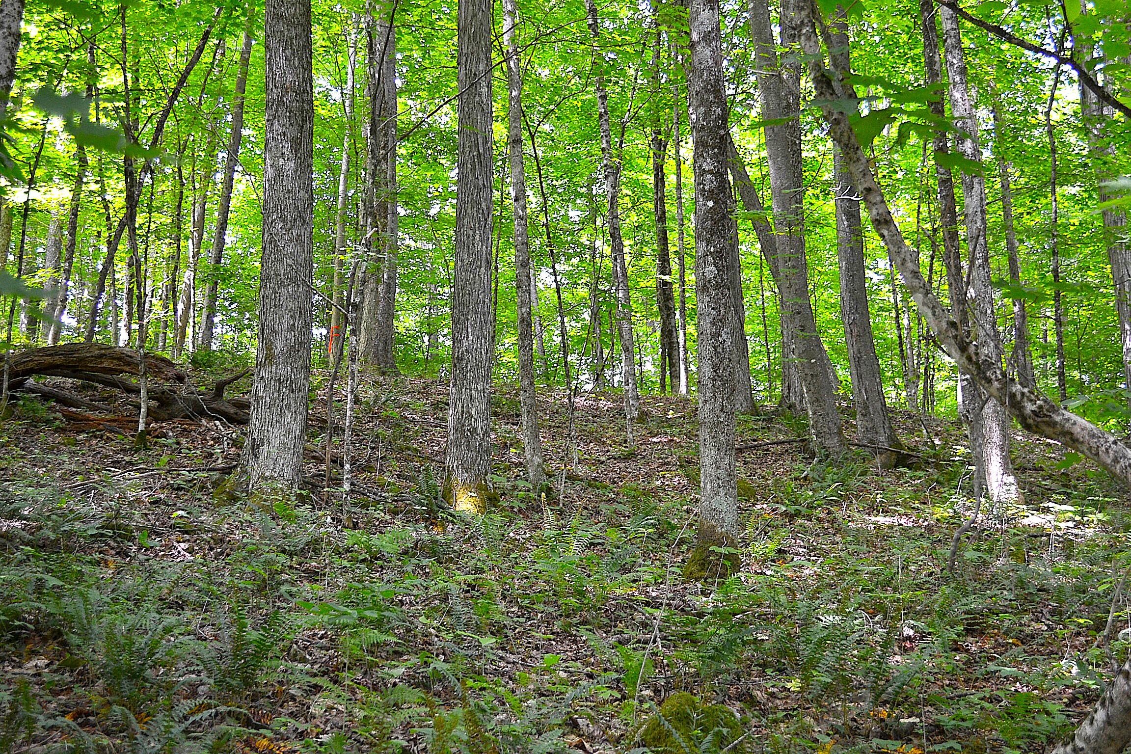 Cold Hollow Road Rainelle, WV 25962 - Photo 21 of 31 Gallery Image 21