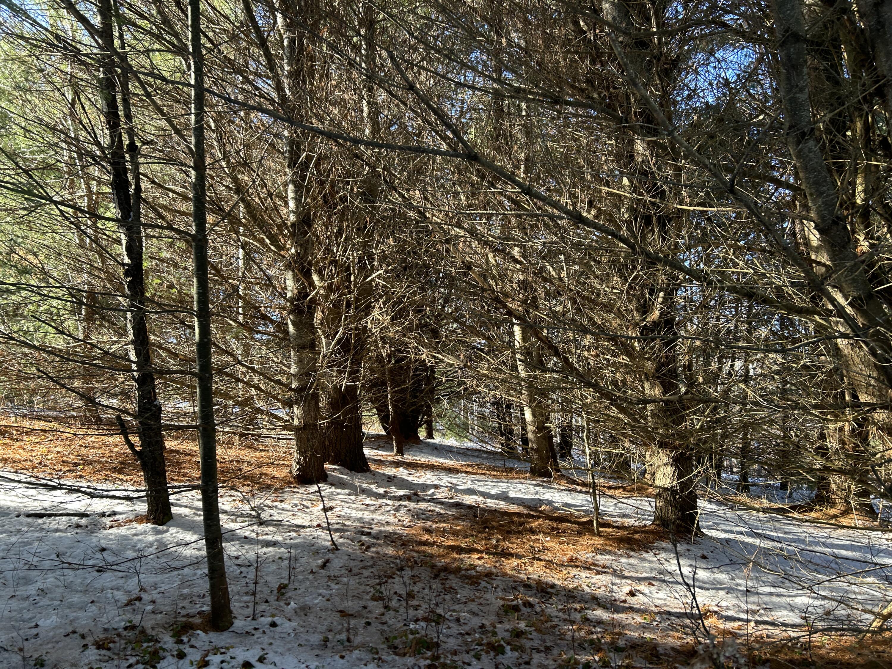 Lot 2 Highway 220 Unity, ME 04988 - Photo 8 of 9 9B0A3966-B576-46D5-84B0-72312AA99E9C