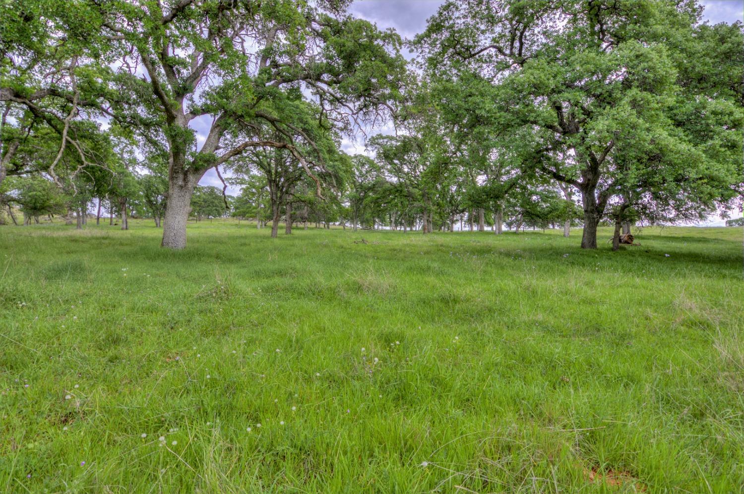 a view of a field with a tree