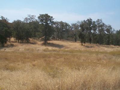0 Iris Road Squaw Valley, CA 93675 - Photo 1 of 2 Gallery Image 1