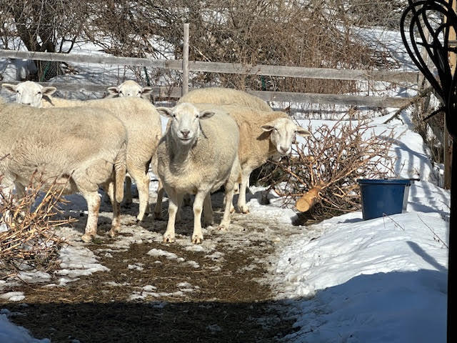 1031 Poors Mill Road Waldo, ME 04915 - Photo 3 of 56 unnamed (37)